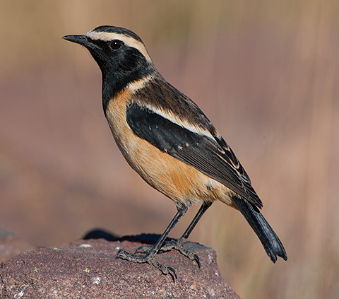 Buff-streaked Chat male